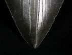 Sharply Serrated SC Megalodon Tooth - #4266-3